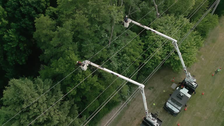 Best Tree Risk Assessment  in Oakwood Hls, IL