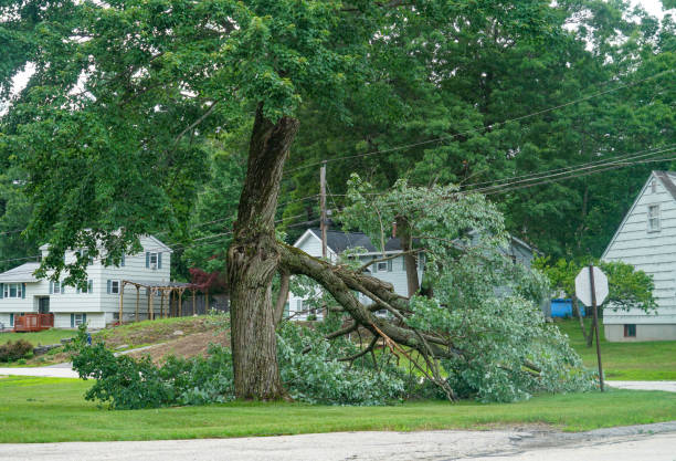 Best Commercial Tree Services  in Oakwood Hls, IL