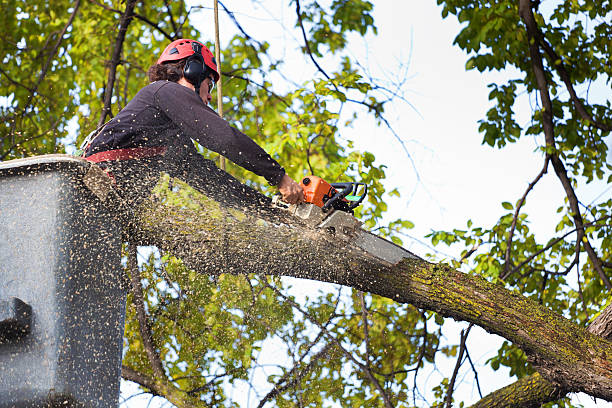 Best Fruit Tree Pruning  in Oakwood Hls, IL