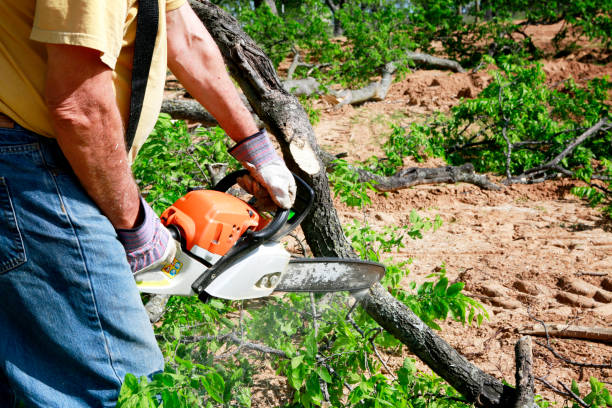 Best Hazardous Tree Removal  in Oakwood Hls, IL